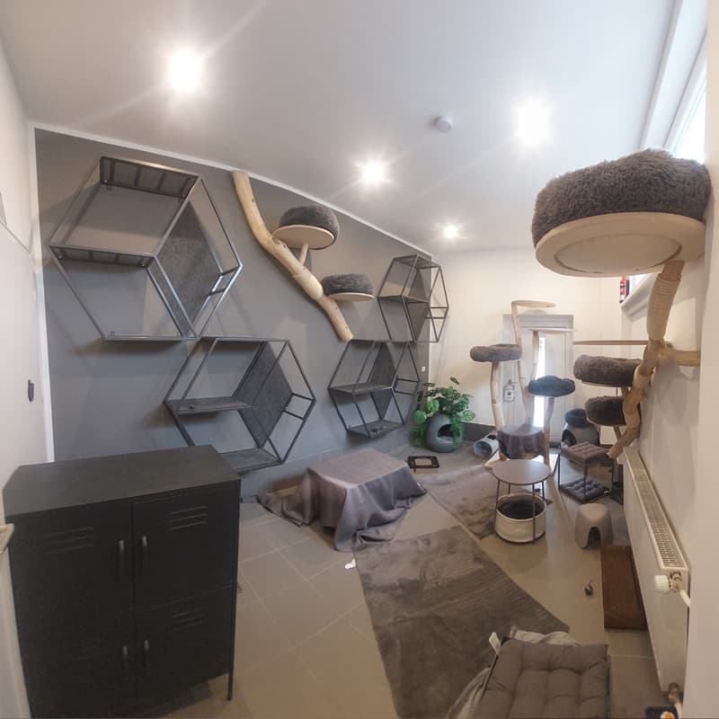 Katzenzimmer Grau