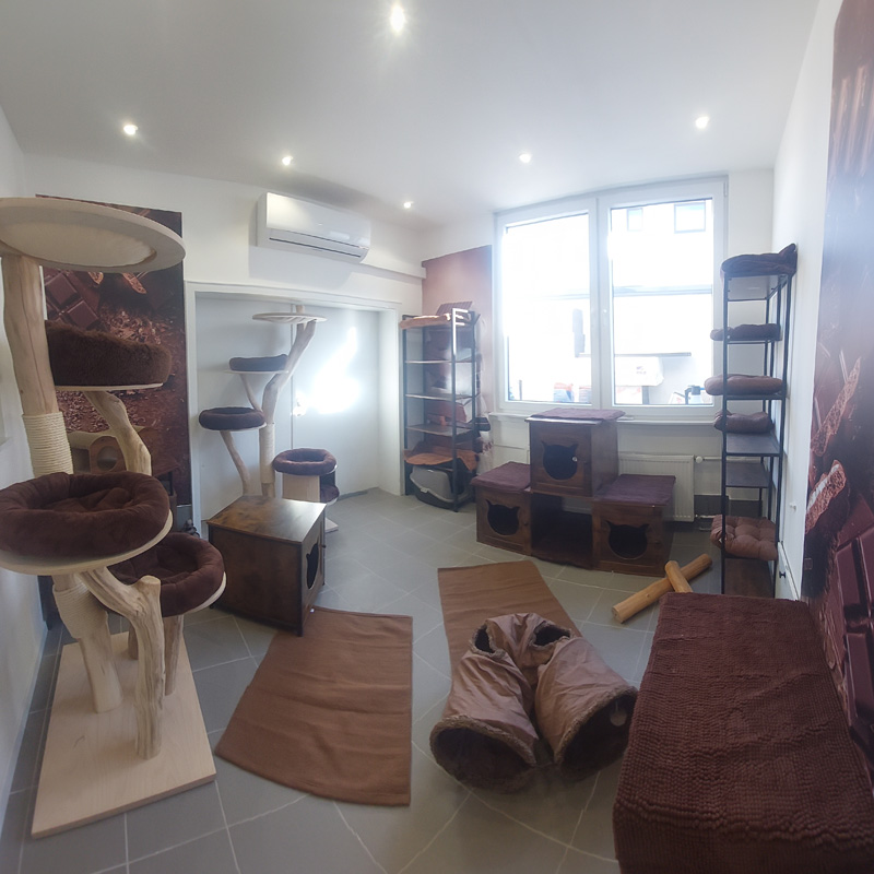 Katzenzimmer Schokolade