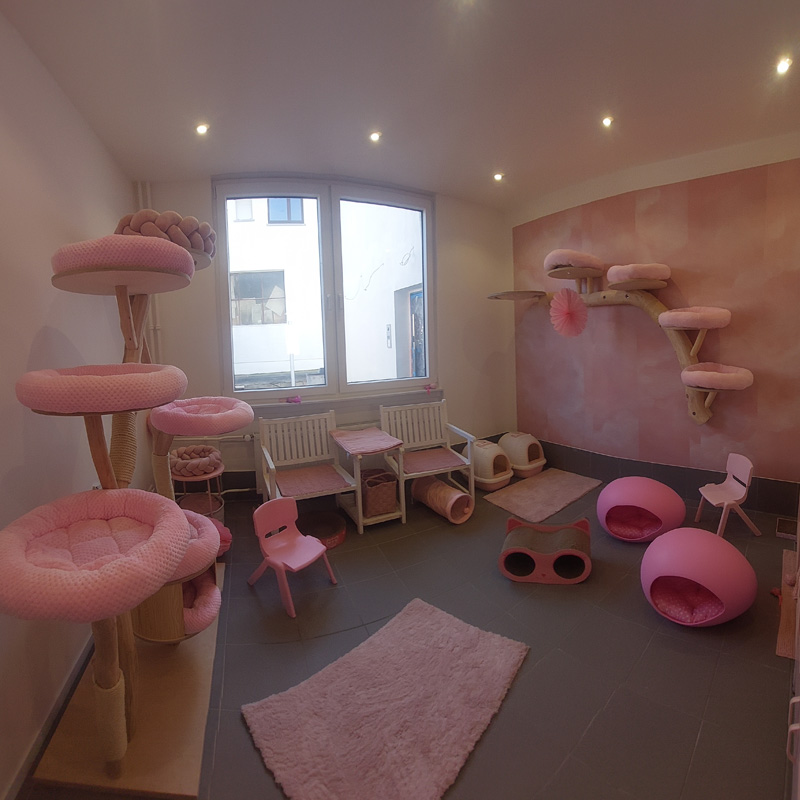 Katzenzimmer Zuckerwatte